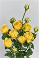 Роза куст. Yelloy Bubbles 60cm (Краснодар) 6f75a6f5-d10f-11ef-0a80-1ac70023384d