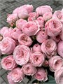 Роза куст-Rosa sp-Mansfield Park Pink-50cm--RS 6f79a699-76fd-11ed-0a80-03d10015e123