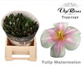 Тюльпан-Tulip-En Rv Watermelon-38cm-34gr 6f81b7ad-7363-11ee-0a80-130d001845b3