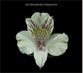 Альстромерия-Alstroemeria-Himalaya White--60cm-QA 00a8a79a-95dc-11ee-0a80-04d80014ac5d