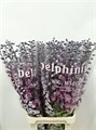 Дельфиниум-Delphinium-El Dew Melody-110cm 0c4d4060-0376-11ed-0a80-0636003af613