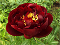 Пион-Paeonia-Buckeye Belle-PN 6fc665aa-6a67-11ed-0a80-01e90005d49d