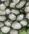 Подснежник (Краснодар) 6fcbb55f-bfa8-11ec-0a80-0b4c000a52a6