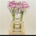 Калла-Zantedechia-Denver-70cm 6fcf72a9-bfa4-11ec-0a80-0b4c0006f29a