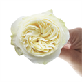 Роза-Rosa-Coldplay-40cm-AG 0c4d7f25-1076-11ee-0a80-08920001cc71