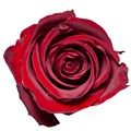 Роза-Rosa-Explorer-60cm--PE 6fdaeb10-bfa9-11ec-0a80-0b4c000bc7f1