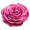 Роза-Rosa-Queens Crown-60cm-OS 6fde9862-baec-11ee-0a80-0baa0001275d