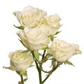 Роза куст-Rosa sp-Cream Majolika-53cm-Ti 6fe909ef-8725-11f0-0a80-079b004603af