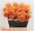 Леукоспермум-Leucospermum-Ayoba Peach-40cm 6fe985e9-d0db-11ee-0a80-1611000ccb9f