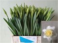 Нарцис-Narcisus-D Ice King-45cm-25gr 6ff6d475-d0db-11ee-0a80-1611000ccba2