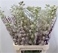 Дельфиниум-Delphinium-El Dew Pi Spij-95cm 0c52e0b8-0376-11ed-0a80-0636003af616