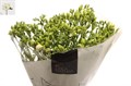 Фрезия-Freesia-Volante Extra-54cm-21gr 7030f058-283d-11ed-0a80-0f2f00031330