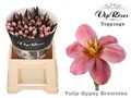 Тюльпан-Tulip-En Gypsy Brown-38cm-28gr 70384ad2-283d-11ed-0a80-0f2f00031333
