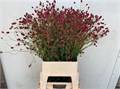 Кровохлёбка лекарственная-Sanguisorba officinalis-Of Red Dream-70cm 70524acf-d0db-11ee-0a80-1611000ccbb7