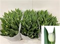 Тюльпан-Tulip-En Royal Virgin-34cm-24gr 70528c88-283d-11ed-0a80-0f2f00031339