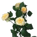 Роза куст-Rosa sp-Yoga Trend Setter--50cm-RS 705da25f-cdf9-11ed-0a80-0629001a8adb