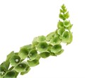 Молюцелла-Moluccella-Larkspur-80cm-IS 7073f71e-b360-11ed-0a80-08f7002042de