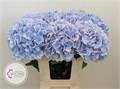 Гортензия-Hydrangea-M Mariama (Blue)-80cm 707483e2-2214-11ed-0a80-0bba0031adab