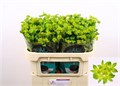 Буплерум-Bupleurum-Rotundifol-/70cm 0c592143-4fe0-11ef-0a80-0b77000b7c9b