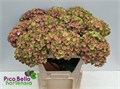 Гортензия-Hydrangea-M Mag Coral--80cm 708552a5-2425-11f0-0a80-109500326545
