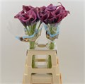 Калла-Zantedechia-Dior-55cm 70884d2b-bfa4-11ec-0a80-0b4c0006f35b