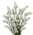 Лимониум-Limonium-S Aspen Wings-80cm-70gr 709242a0-d0db-11ee-0a80-1611000ccbbd