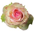 Роза-Rosa-Esperance-60cm-PE 70935a0a-bfa9-11ec-0a80-0b4c000bc8cd