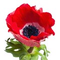 Анемон-Anemone-Mistral Red Super-45cm-DA 709d71e2-a77b-11ed-0a80-00e800037644