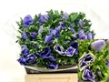 Анемон-Anemone-Co Mis+Azzurr-40cm 70a4d082-a1cf-11ef-0a80-1074002aa262
