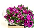 Анемон-Anemone-Co Mis+Fucsia-40cm 70a6cf54-a1cf-11ef-0a80-1074002aa266