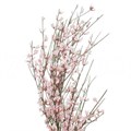 Гениста-Ginster-Rose-70cm-DA 70a99eeb-a77b-11ed-0a80-00e80003764a