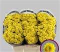 Хризантема сант-Chrysant sant-Sun Up-50cm-105gr 70aa55c2-d0db-11ee-0a80-1611000ccbc3