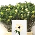Анемон-Anemone-Marianne Panda White-45cm 70ab3d16-a1cf-11ef-0a80-1074002aa269