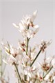 Гениста-Ginster-White-70cm-DA 70af8e99-a77b-11ed-0a80-00e80003764d