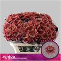 Хризантема одн-Chrysant Gr-Baltazar Flame-70cm-75gr 0c5aeadc-bfa6-11ec-0a80-0b4c00086e5e