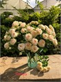 Роза куст-Rosa sp-Tarnya-60cm-RS 70bc1a83-e53b-11ed-0a80-0ca00001ca1b