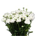 Ранункулус-Ranunculus-Cloni Firenze Extra-45cm-DA 70bce3e9-a77b-11ed-0a80-00e800037653
