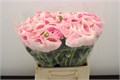 Ранункулус-Ranunculus-Cloni Hanoi Extra-45cm-DA 70c4a2dd-a77b-11ed-0a80-00e800037656