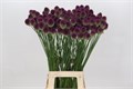 Аллиум-Allium-Sphaerocephalon-90cm 0c5d7a91-4c92-11ee-0a80-108700073183