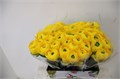 Ранункулус-Ranunculus-Cloni Omega Super-45cm-DA 70cb05ac-a77b-11ed-0a80-00e800037659