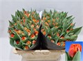 Тюльпан-Tulip-Du Queensday-36cm-34gr 70cb1316-d0db-11ee-0a80-1611000ccbcf