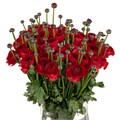 Ранункулус-Ranunculus-Cloni Tango Extra-45cm-DA 70d116cb-a77b-11ed-0a80-00e80003765c