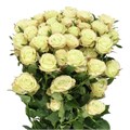 Роза куст-Rosa sp-Limousine-50cm-Si 70d52b7e-9c96-11f0-0a80-1450000c047c
