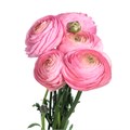 Ранункулус-Ranunculus-Cloni Venere Extra-45cm-DA 70d6bfb9-a77b-11ed-0a80-00e80003765f