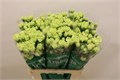 Гвоздика куст-Dianthus Tr- Kolibrie-60cm 00ad18f4-bfa4-11ec-0a80-0b4c000689e7