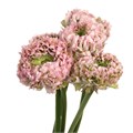 Ранункулус-Ranunculus-Pon Pon Hermione-50cm-DA 70dc5e40-a77b-11ed-0a80-00e800037662