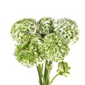 Ранункулус-Ranunculus-Pon Pon Igloo-50cm-DA 70e24d05-a77b-11ed-0a80-00e800037665