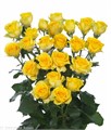 Роза куст-Rosa sp-Goldlocks-50cm-Si 70e37cf1-9c96-11f0-0a80-1450000c047f