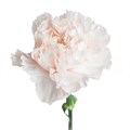 Гвоздика-Carnation-Brut-60cm-Si 70ea566f-032e-11ef-0a80-0d860000df4b