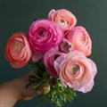 Ранункулус-Ranunculus-Am Pastel-40cm-50gr 70ec8530-a1cf-11ef-0a80-1074002aa276
